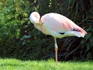 James's Flamingo (WWT Slimbridge May 2014) - pic by Nigel Key